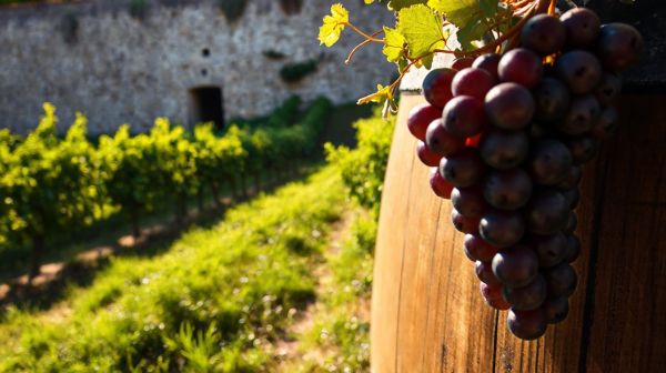Top 5 raisons d'investir dans un vignoble authentique